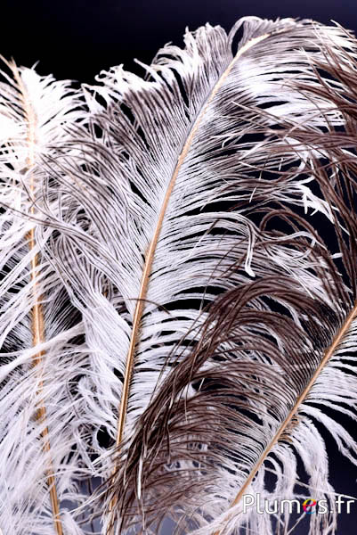 Ontdek de nieuwe items